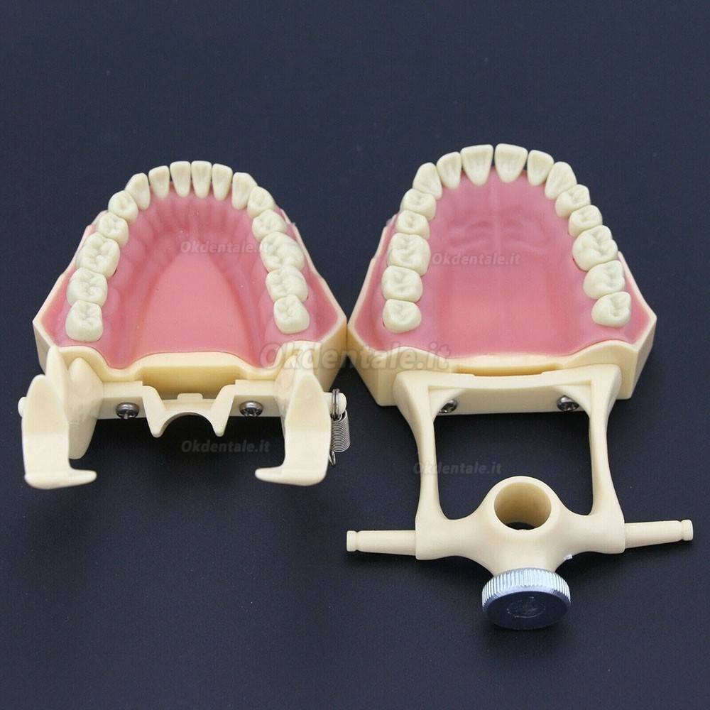 Dentale M8014-2 Typodont  Restauro Modello Frasaco Ag3 Compatibile